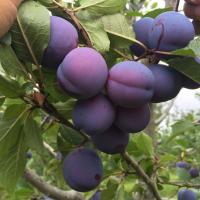 Слива Заречная Ранняя (Prunus domestica Zarechnaya Rannjaya), H100-130  C4